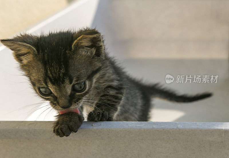 流浪猫小猫在阿瓦利克巴利克西尔火鸡