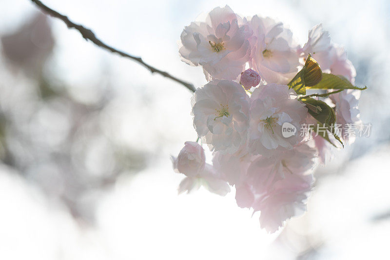 樱花和天空