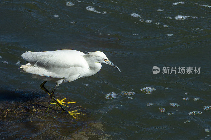 雪鹭涉水在岩石海岸寻找小鱼