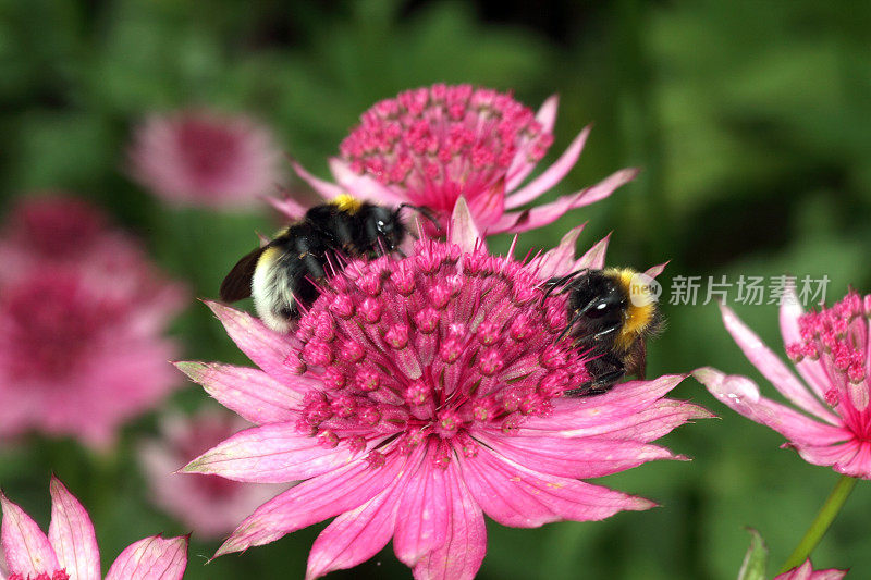 蜜蜂和astrantia