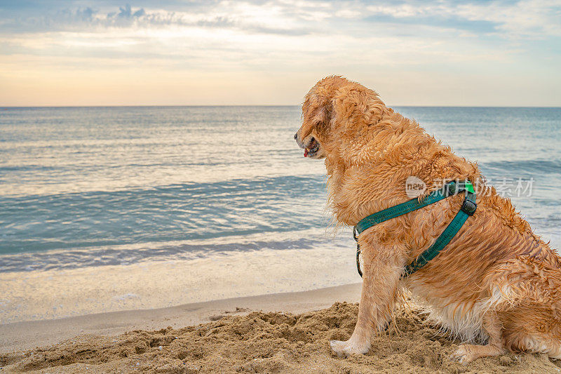 日出时，年轻的成年金毛猎犬站在海边