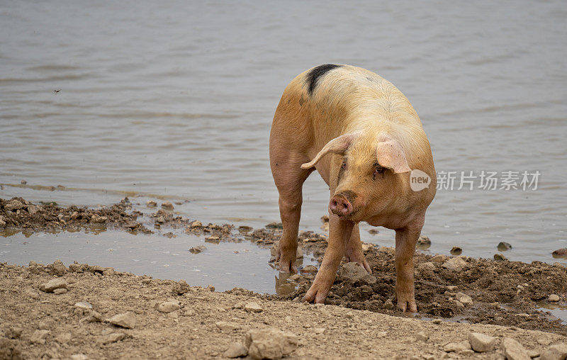 猪被水