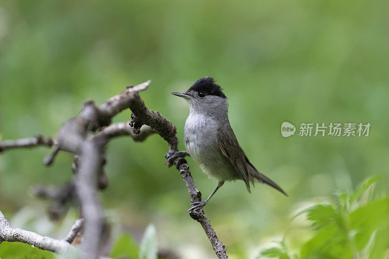 雄性黑头莺