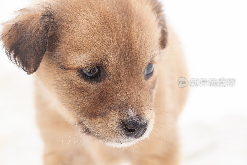 雌性杂交幼犬