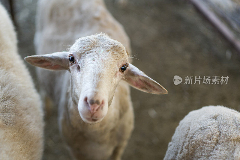 穆斯林祭牲节(宰牲节)库尔班拜拉米