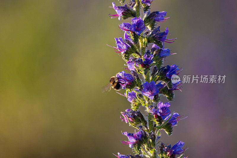 蜜蜂在毒蛇上