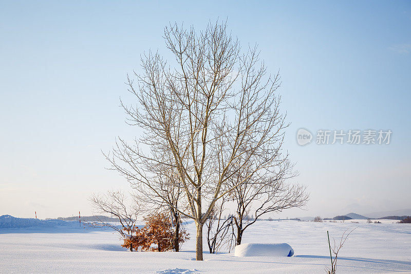 冬天的风景。Biei日本北海道