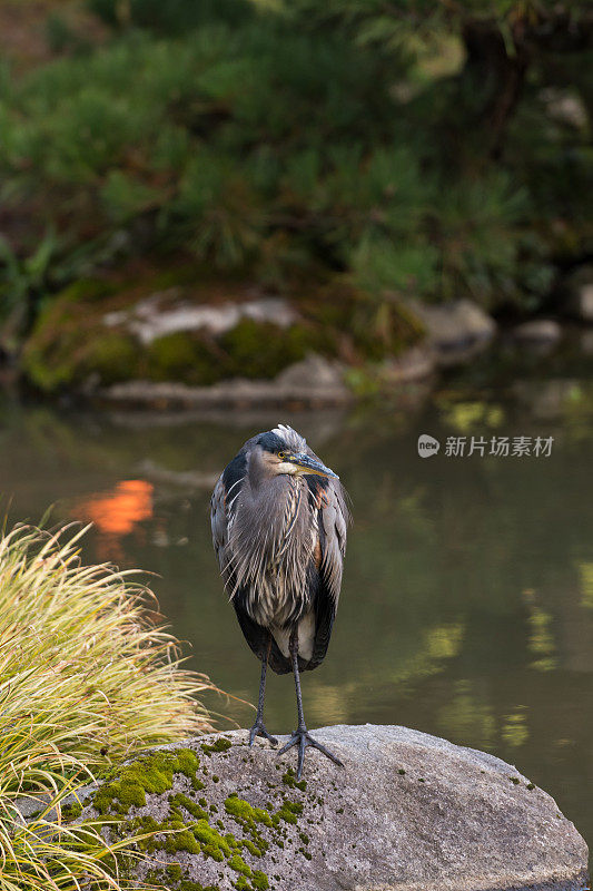 栖息在湖边的苍鹭特写镜头