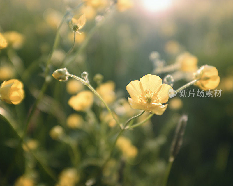 夕阳下的毛茛花