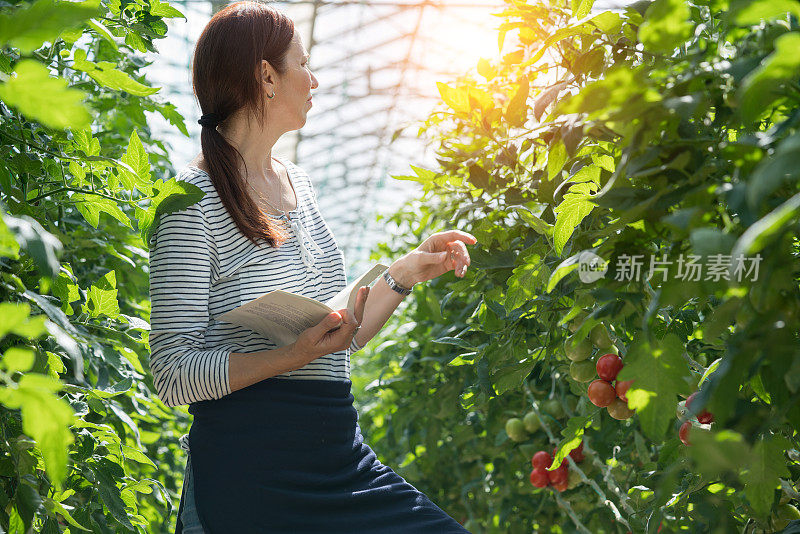 一个女人正在温室里研究西红柿的种植