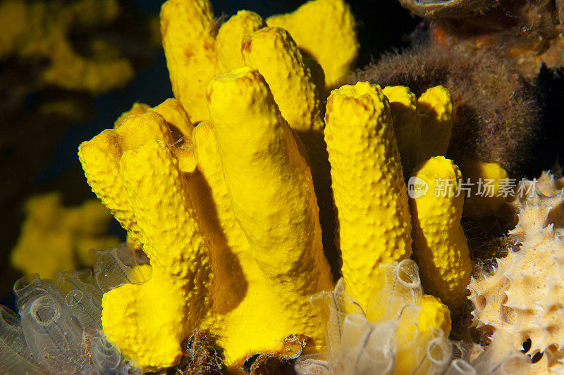 水下海洋生物黄色海绵和水晶海鞘水肺潜水员的观点