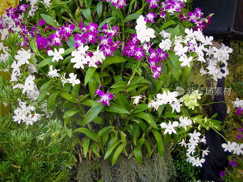 紫色和白色条纹兰花花或蝴蝶兰