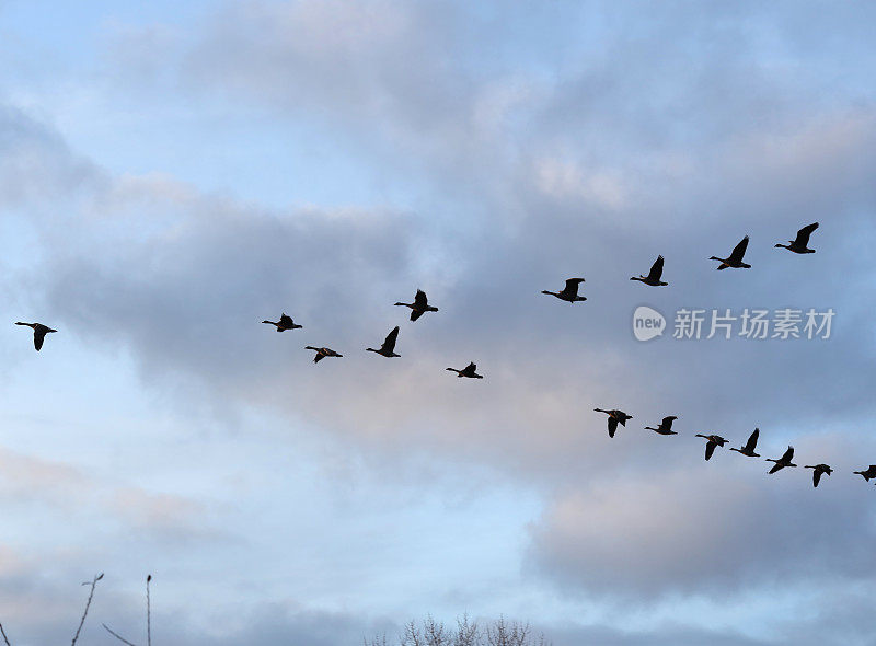 加拿大鹅群和冬季天空