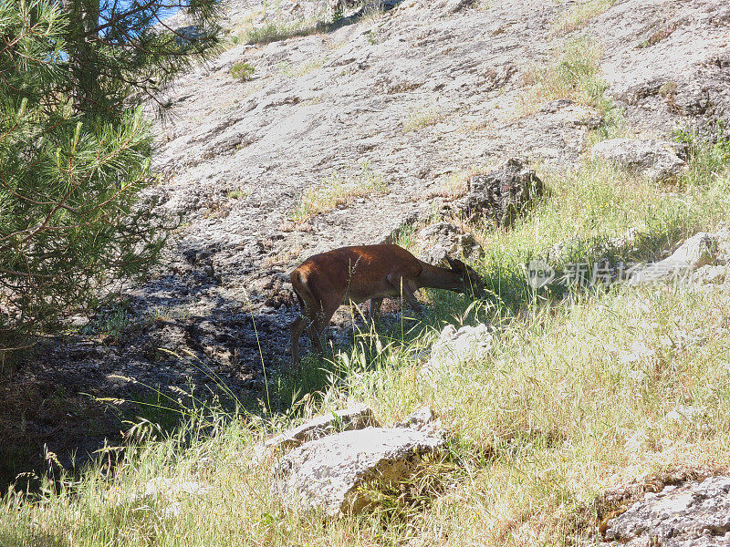 一只鹿在卡索拉山脉自然公园的博罗沙河上，塞古拉和别墅。在Jaen,安达卢西亚。西班牙