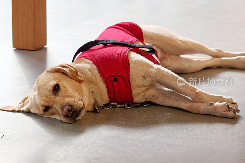 导盲犬穿着红色的狗衣服躺在地上，友好地看着摄像机，拉布拉多寻回犬是一种友好的狗，可以用来为盲人做导盲犬。