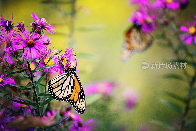 帝王蝶吸食花蜜