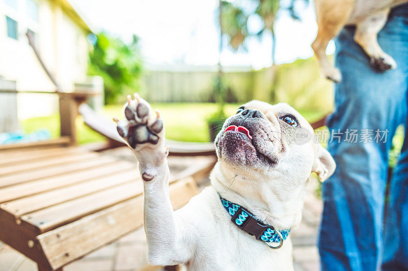 一个有趣可爱的年轻法国斗牛犬的肖像