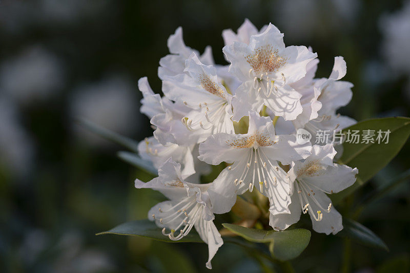 坎宁安的白色杜鹃花的花和叶在晚春或初夏杂交