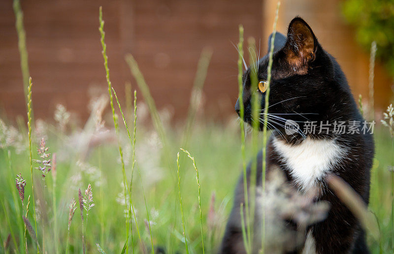 长草中的黑猫和白猫