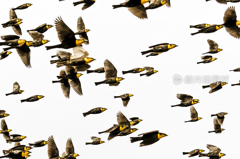 白水绘野生动物保护区的黄头黑鸟(黄头黑鸟)的喃喃低语