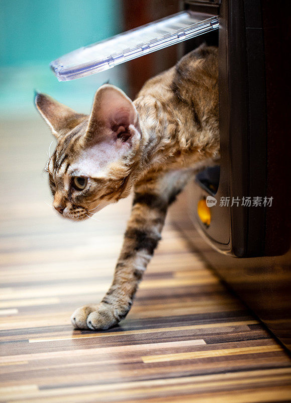 智能小猫使用猫门在房子库存照片