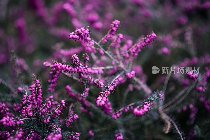 植物与花:一种紫红色的石南丛