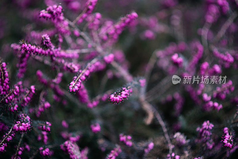 植物与花:一种紫红色的石南丛