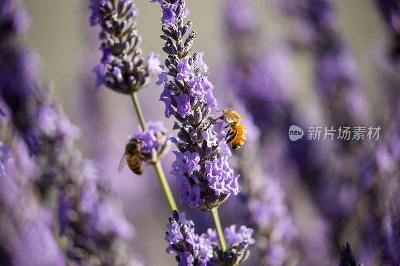 新西兰:蜜蜂为薰衣草授粉