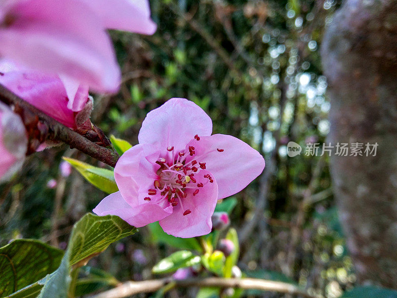 桃树上的粉红桃花以自然为背景