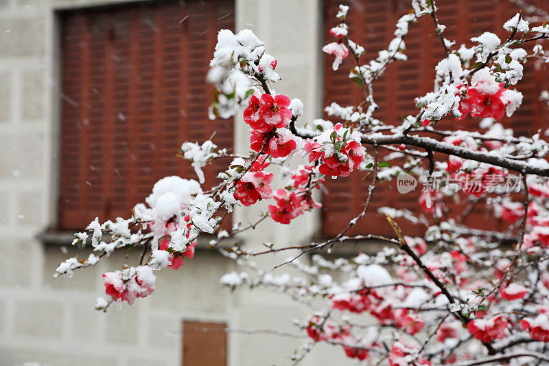 早春降雪。盛开的树木被雪覆盖