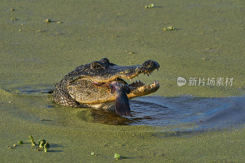 佛罗里达中部奥兰多湿地公园的美洲短吻鳄