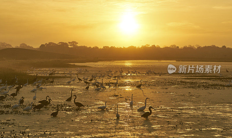 大蓝鹭和大白鹭在日出时在佛罗里达中部的奥兰多湿地公园捕猎