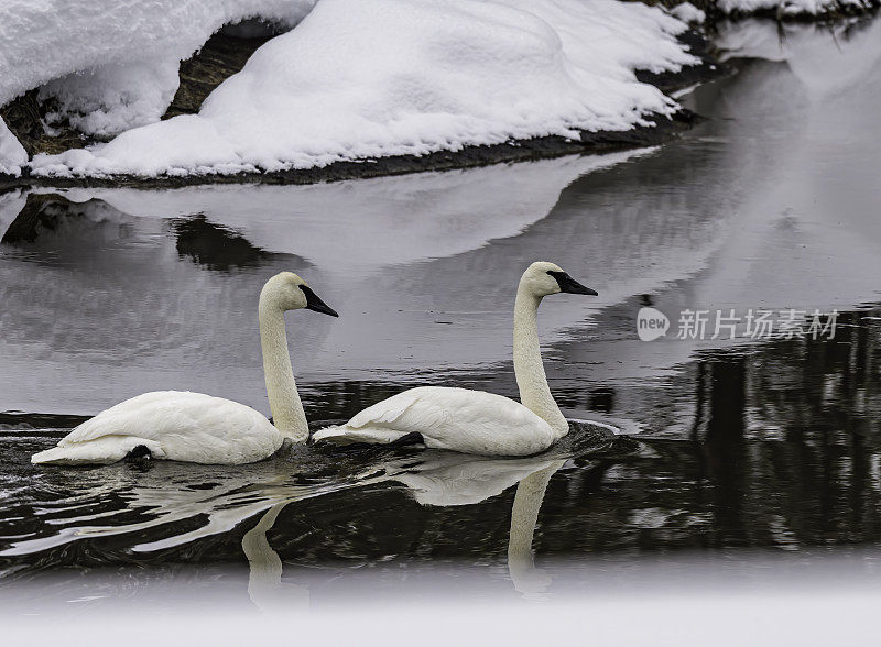 号手天鹅，颊天鹅，在黄石国家公园的一条河里，WY在冬天。游泳。