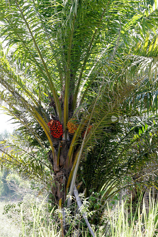 用于榨油的油棕榈种植园