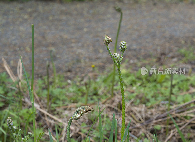 在季节性蕨类生长中展开的蕨类