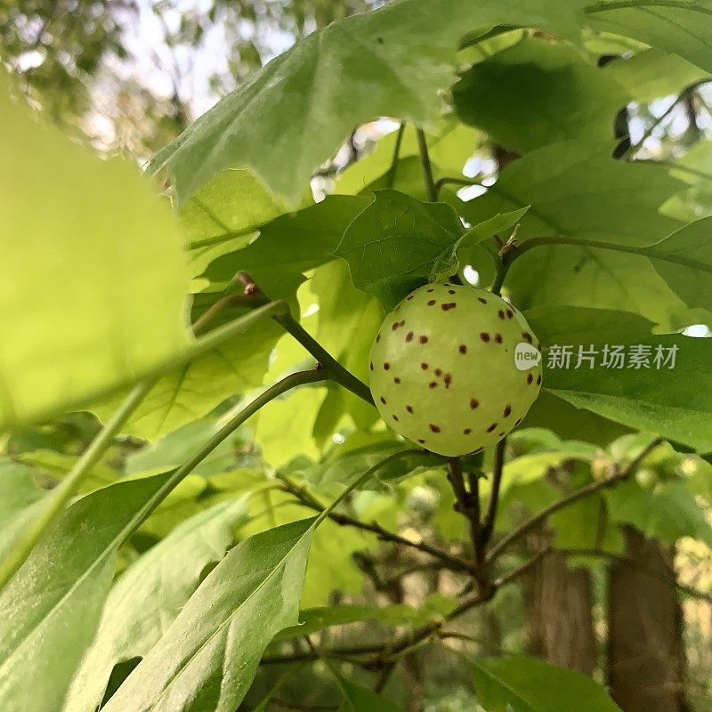 橡树瘿或苹果