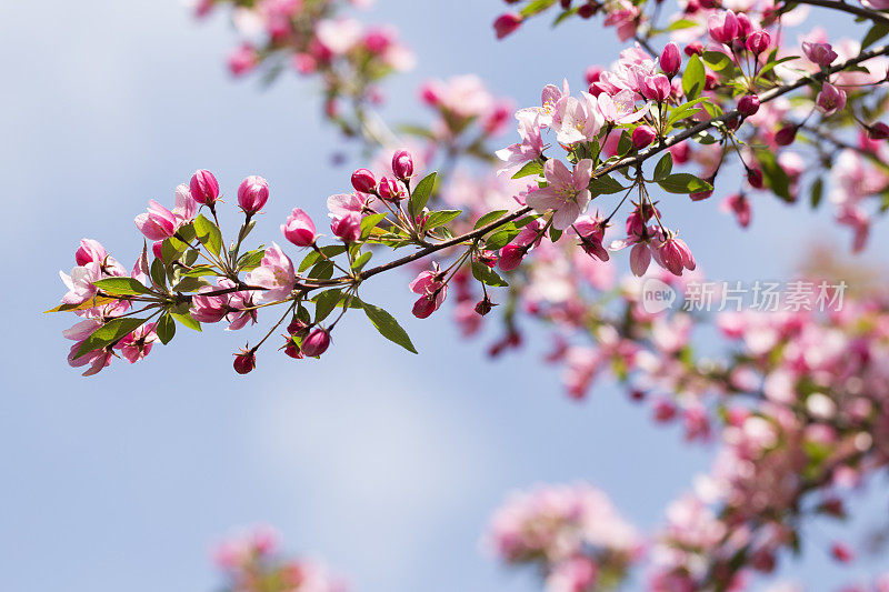 海棠开花