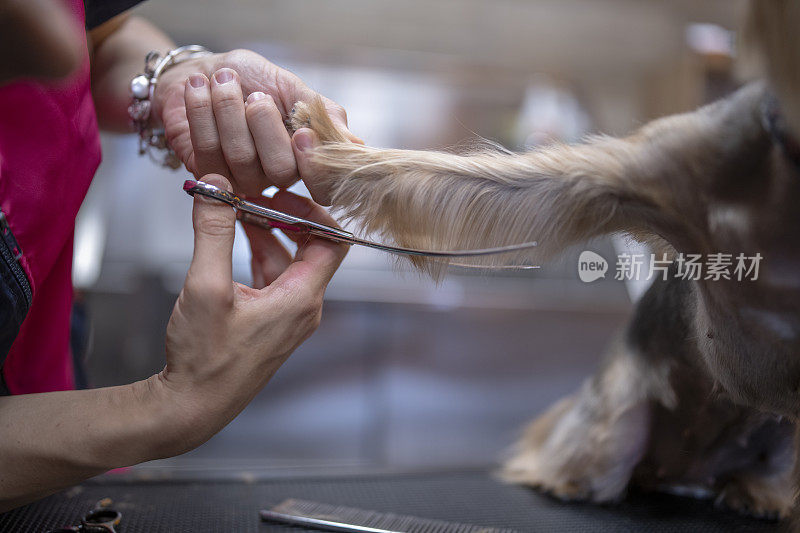 约克郡犬的专业美容。