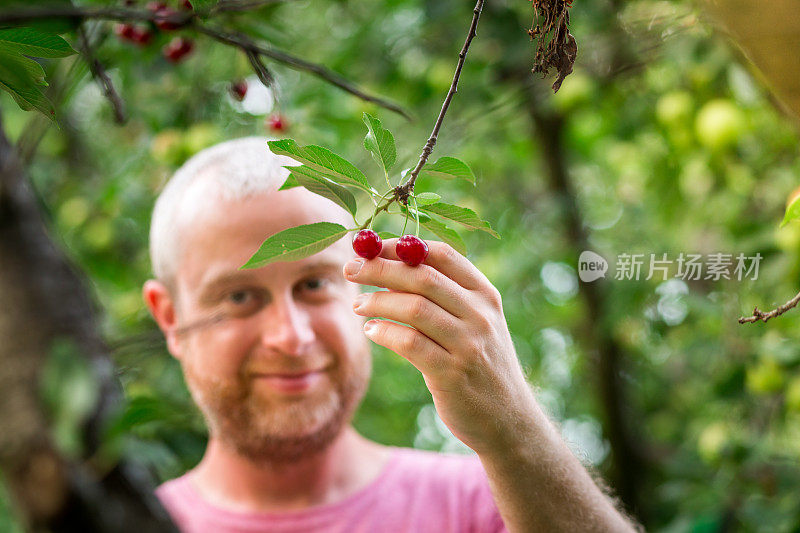 一名男子在自家花园里采摘樱桃