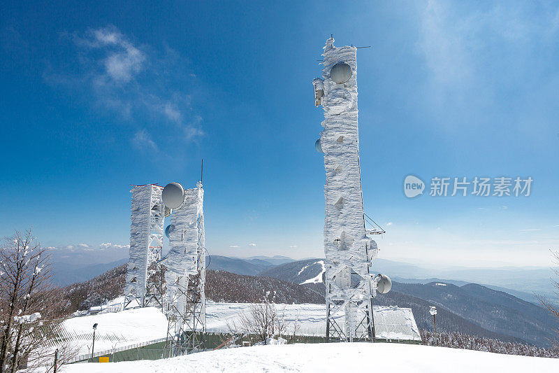 森林里被雪覆盖的树木