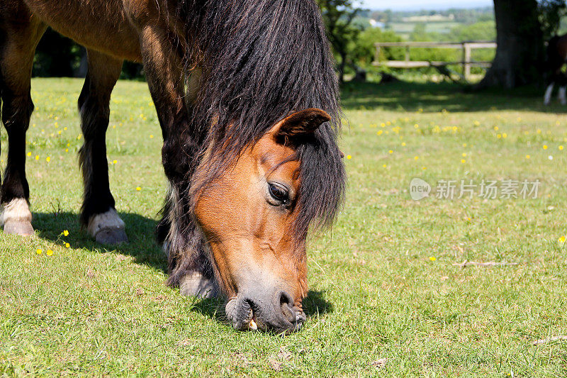 近距离的海湾小马在牧场上吃草在夏季的一天。