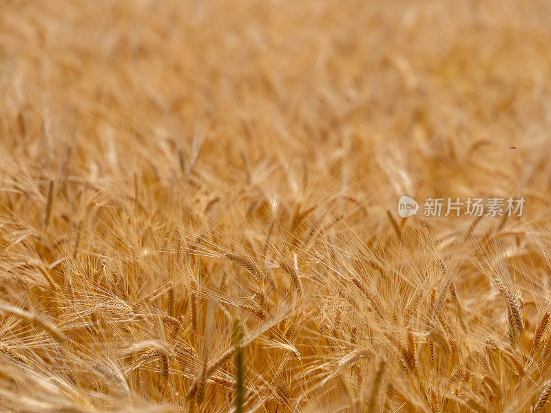 小麦种植和金黄色的小麦穗等待收获