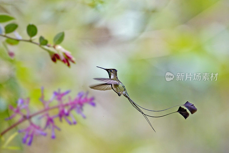 一只铲尾蜂鸟正在从一朵花中获取花蜜