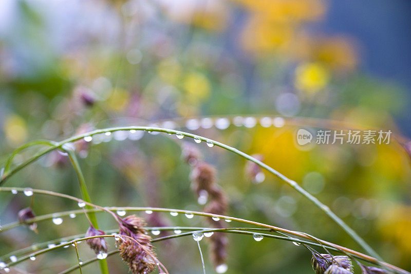 露珠上的植物和花在地里，晨露和雨点宏观和特写