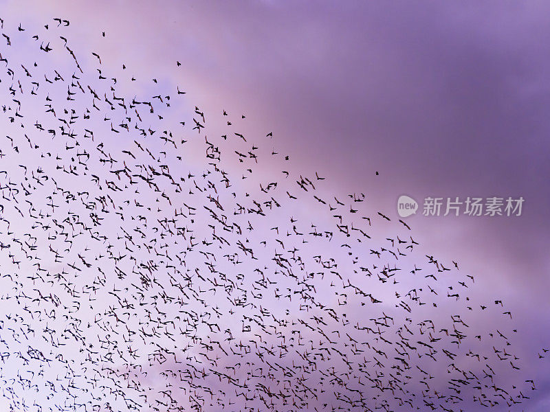 飞翔的鸟群呢喃黑鸟Agelaius凤凰日出天空拷贝空间