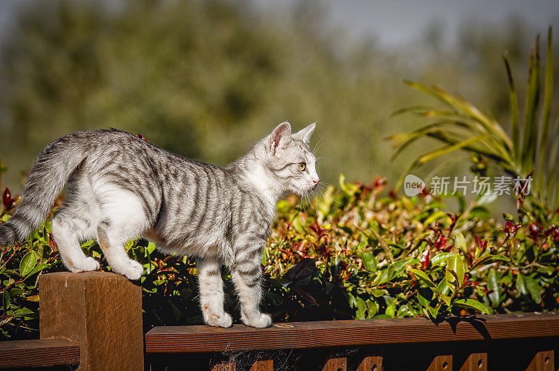 灰白色虎斑猫