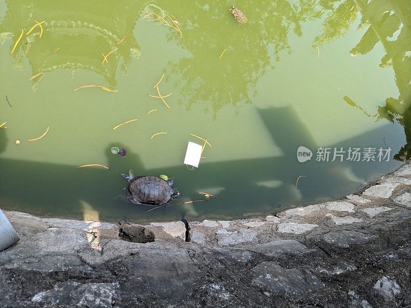 死海龟在绿色的水里