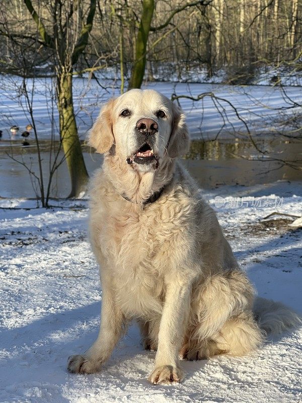 雪中的金毛寻回犬