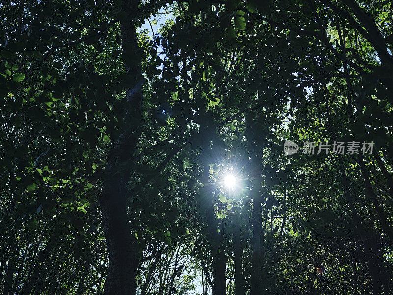 太阳穿过英格兰西北部夏季茂密的林地树叶。