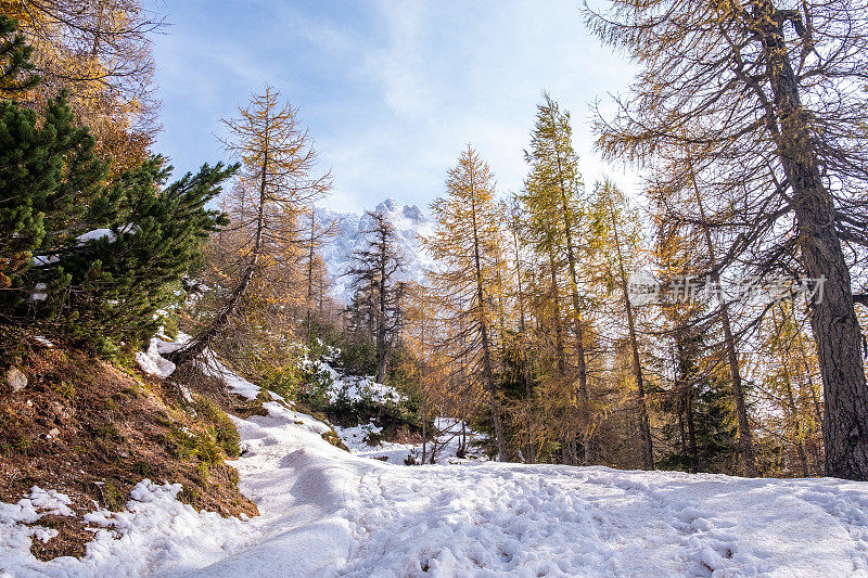 秋天的雪天，在朱利安阿尔卑斯山的弗尔西奇山口的彩色落叶松田园诗